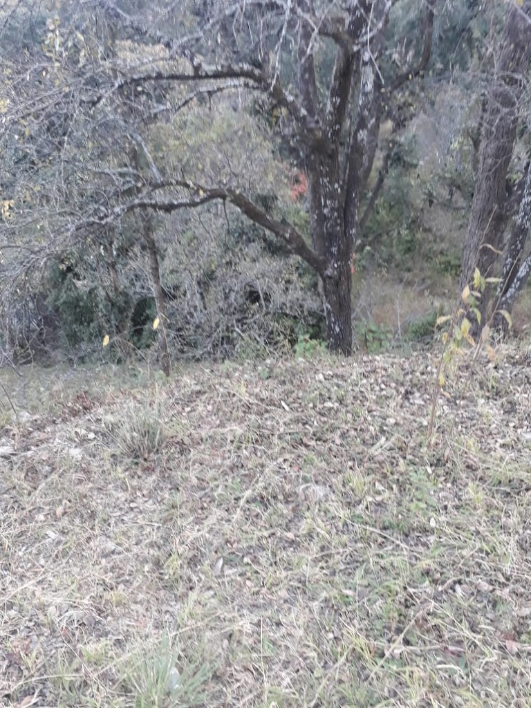 5 nali Himalayan view plot in Sitla (Seetla)available for Rs 60 lakh